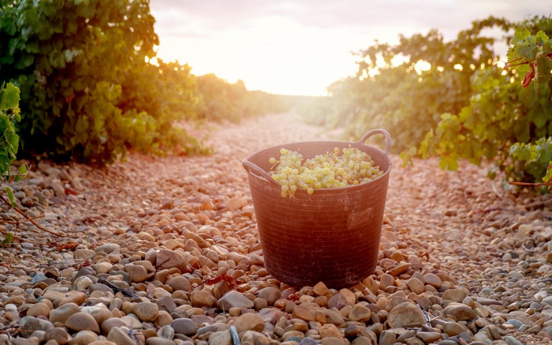 World Verdejo Day is coming!