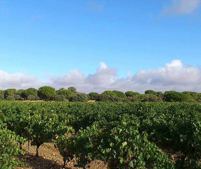 5 dingen die je nog niet wist over de Spaanse wijnstreek Rueda